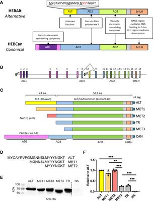 Regulation of the Signal-Dependent E Protein HEBAlt Through a YYY Motif Is Required for Progression Through T Cell Development